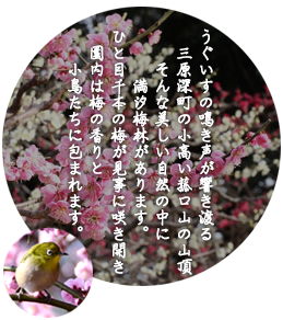 うぐいすの鳴き声が響き渡る　三原深町の小高い菰口山の山頂　そんな美しい自然の中に　満汐梅林があります。　ひと目に千本の梅が見事に咲き開き　園内は梅の香りと小鳥たちに包まれます。