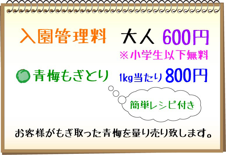 梅もぎ入園・もぎ取りコース 2025年