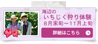 バナーいちじく狩り